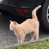 Picture of cat found at Plaisir
