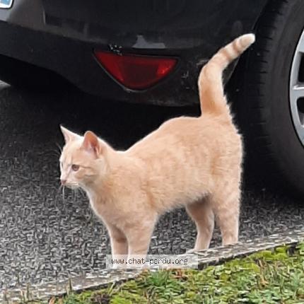 Photo 1/1 Found cat Found in Plaisir