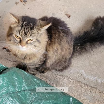 Photo 1/1 Found cat Found in Bois d arcy