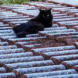 Picture of cat lost at Lisle Despagnac