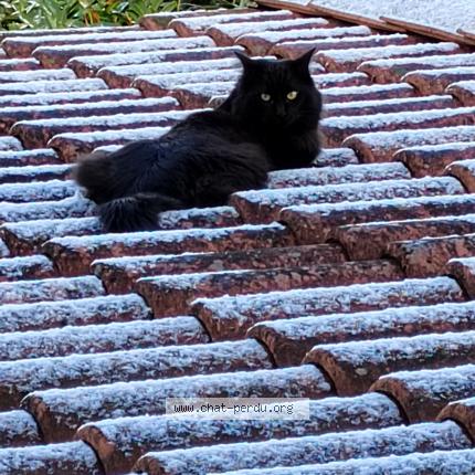 Photo 1/1 Simba Chat lost in Lisle despagnac