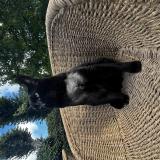 Picture of cat lost at Alencon