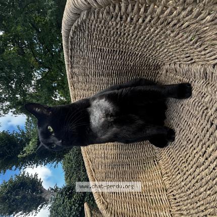 Photo 1/1 Ulysse Chat lost in Alencon