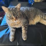 Picture of cat lost at Saint Jerome