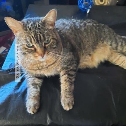 Photo 1/1 Max Chat lost in Saint jerome