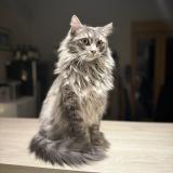 Picture of cat lost at Le Hingle