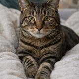 Picture of cat lost at Champigny Sur Marne