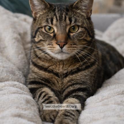 Photo 1/1 Rachet Chat lost in Champigny sur marne