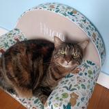 Picture of cat lost at Nevers