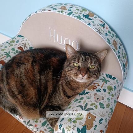 Photo 1/1 Nora Chat lost in Nevers