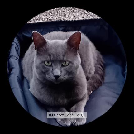 Photo 1/1 Sully ou Sullivan Chat lost in Andon