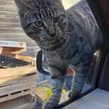 Picture of cat lost at Coulommiers