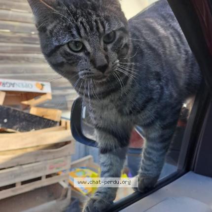 Photo 1/1 Carapuce Chat lost in Coulommiers