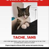 Picture of cat lost at Brunoy