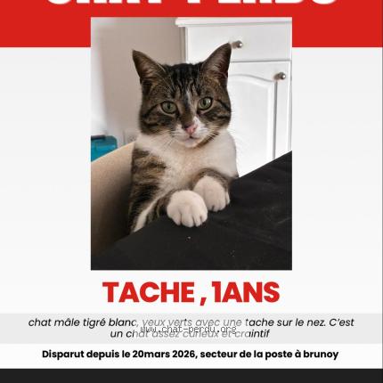 Photo 1/1 tache Chat lost in Brunoy