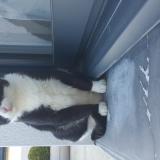 Picture of cat lost at Tremeven