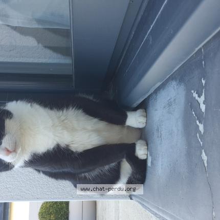 Photo 1/1 Bounty Chat lost in Tremeven