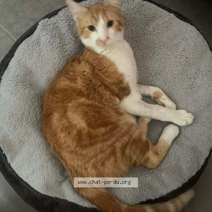 Photo 1/1 GUIZMO Chat lost in Montignac