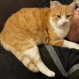 Picture of cat lost at Limoges