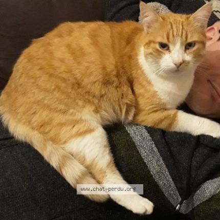 Photo 1/1 Moons Chat lost in Limoges