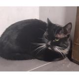 Picture of cat found at Rennes