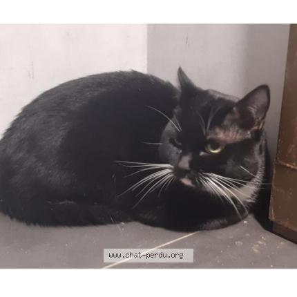 Photo 1/1 Found cat Found in Rennes