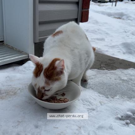 Photo 1/1 Found cat Found in Mirabel
