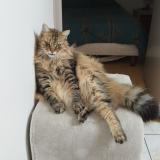 Picture of cat lost at Mael Carhaix