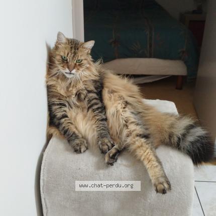 Photo 1/1 Idylle Chat lost in Mael carhaix