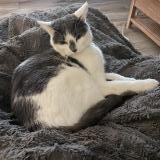 Picture of cat lost at Lesigny