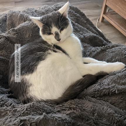 Photo 1/1 Darwin Chat lost in Lesigny