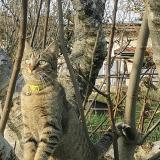 Picture of cat lost at Montauban