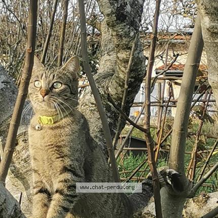 Photo 1/1 Mya Chat lost in Montauban