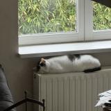 Picture of cat lost at Vares