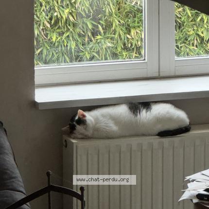 Photo 1/1 Loulou Chat lost in Vares