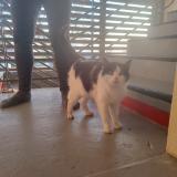 Picture of cat found at Chateau Thebaud