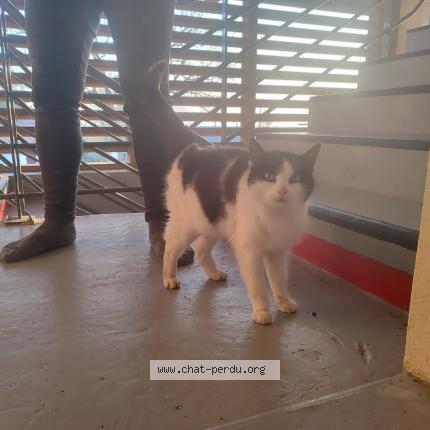 Photo 1/1 Found cat Found in Chateau thebaud