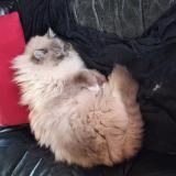 Picture of cat lost at Quincy Voisins