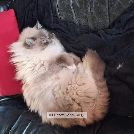 Photo 1/1 Haut Brion Chat lost in Quincy voisins