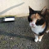 Picture of cat found at Saint Hilaire Du Bois