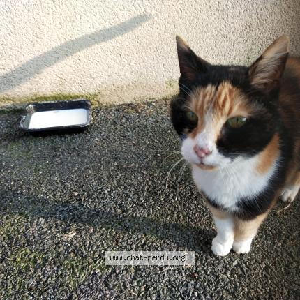 Photo 1/1 Found cat Found in Saint hilaire du bois