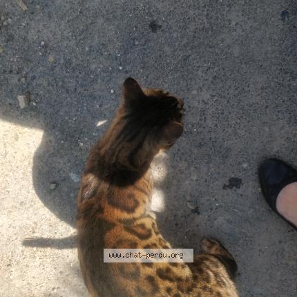 Photo 1/1 Found cat Found in Sete