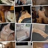 Picture of cat lost at Portet Sur Garonne