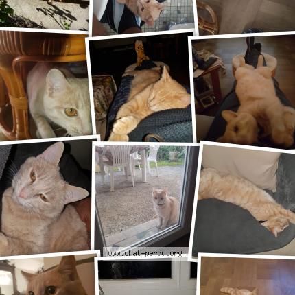 Photo 1/1 Rocky Chat lost in Portet sur garonne