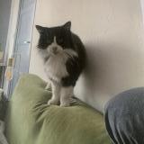 Picture of cat lost at Royan