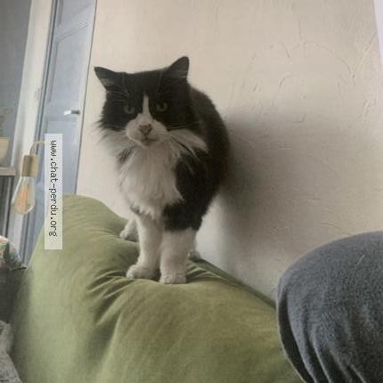 Photo 1/1 Moustache Chat lost in Royan