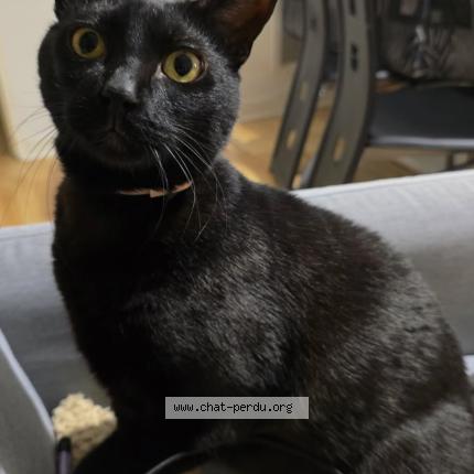 Photo 1/1 Akuma Chat lost in Firminy