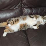 Picture of cat lost at Gragnague