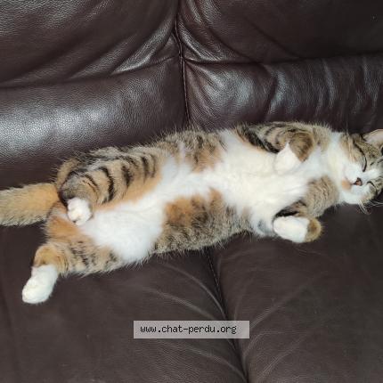 Photo 1/1 Plume Chat lost in Gragnague