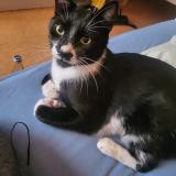 Picture of cat lost at Ruthen